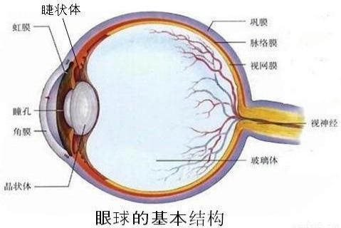 眼球基本结构
